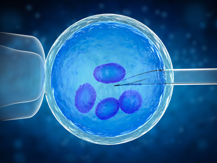Blastocyst Culture And Transfer