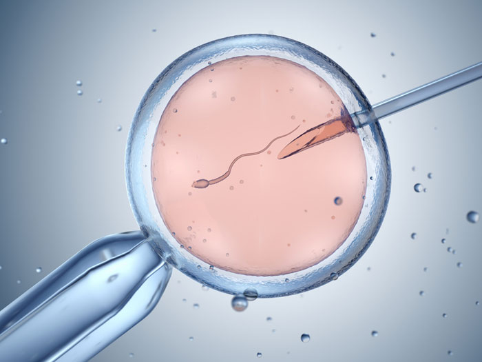 Blastocyst Culture