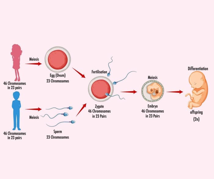 Sperm Retrieval Procedure 02