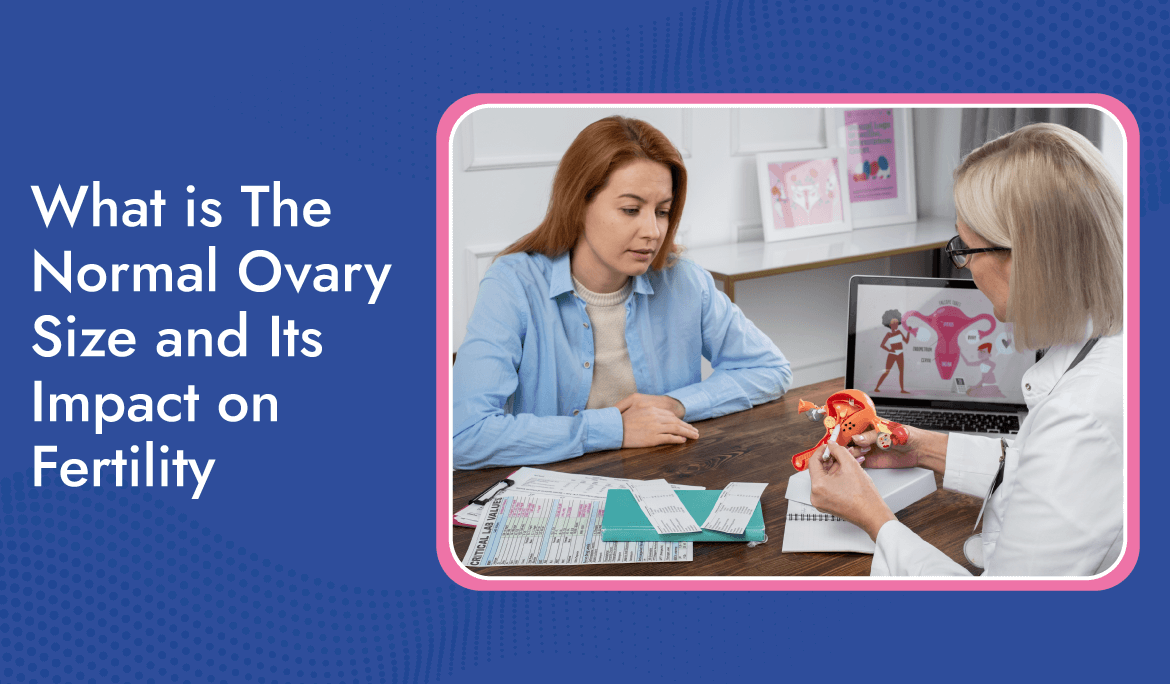 What Is The Normal Ovary Size And Its Impact On Fertility