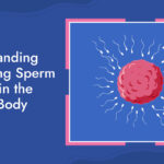 Understanding How Long Sperm Survive In The Female Body