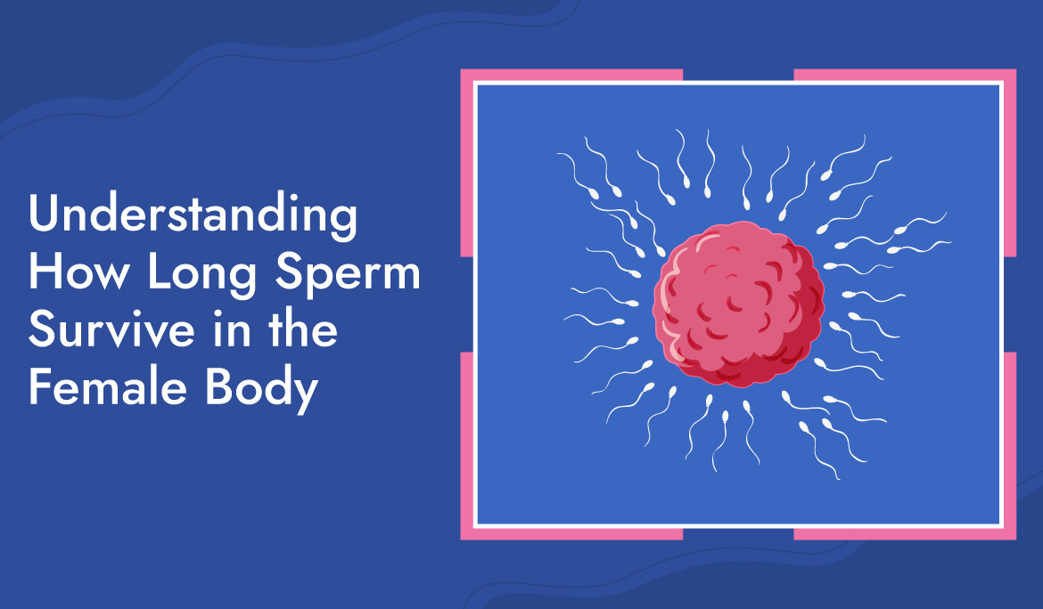 Understanding How Long Sperm Survive In The Female Body